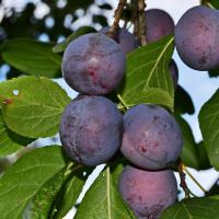 Слива Ренклод Советский (Prunus Renklod Sovetskiy), H100-130  C4